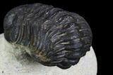 Morocops Trilobite - Visible Eye Facets #120080-5